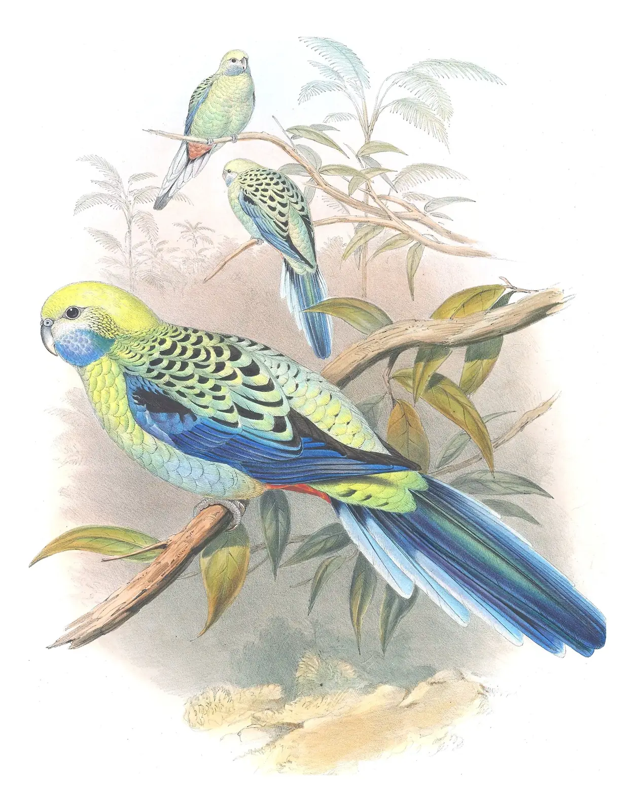 Supplement, plate 63 of Gould's The Birds of Australia: Pale-headed Rosella (Platycercus adscitus)
