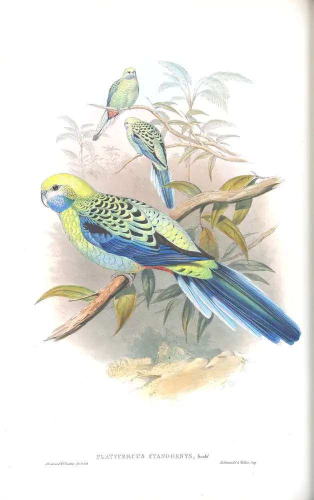 The whole sheet of supplement, plate 63, with its engraved caption