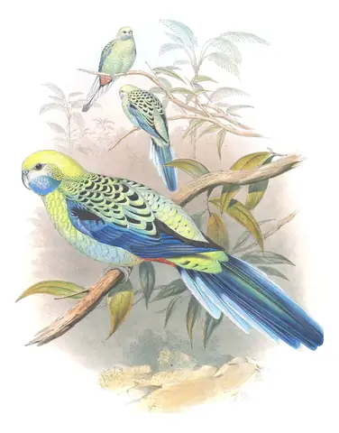 Supplement, plate 63 of Gould's The Birds of Australia: Pale-headed Rosella (Platycercus adscitus)