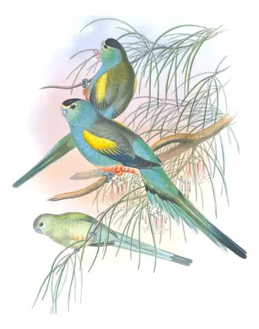 Supplement, plate 64 of Gould's The Birds of Australia: Golden-shouldered Parrot (Psephotellus chrysopterygius)