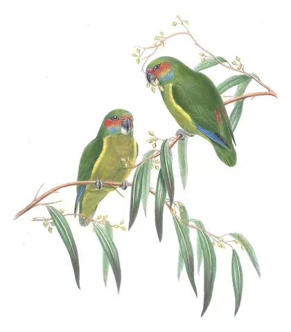 Supplement, plate 65 of Gould's The Birds of Australia: Double-eyed Fig-Parrot (Cyclopsitta diophthalma)