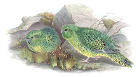 Supplement, plate 66 of Gould's The Birds of Australia: Night Parrot (Pezoporus occidentalis)