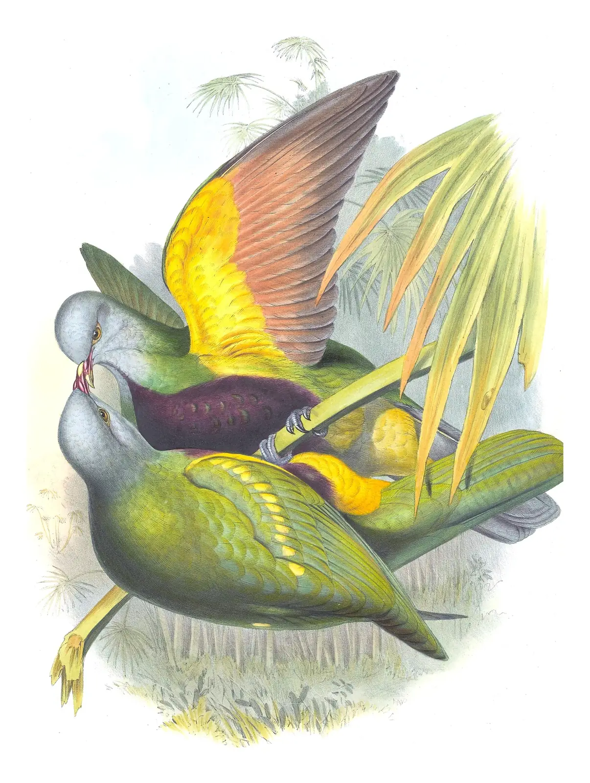Supplement, plate 67 of Gould's The Birds of Australia: Wompoo Fruit-Dove (Megaloprepia magnifica)