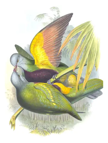 Supplement, plate 67 of Gould's The Birds of Australia: Wompoo Fruit-Dove (Megaloprepia magnifica)