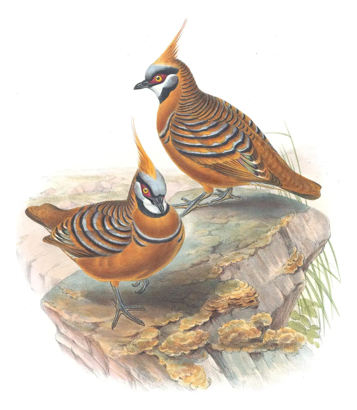 Supplement, plate 68 of Gould's The Birds of Australia: Spinifex Pigeon (Geophaps plumifera)