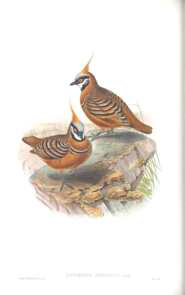 The whole sheet of supplement, plate 68, with its engraved caption