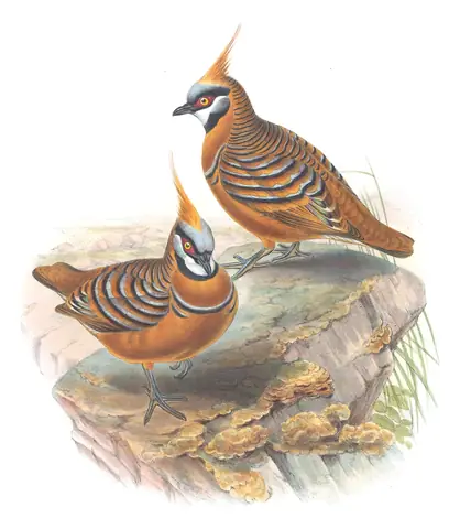 Supplement, plate 68 of Gould's The Birds of Australia: Spinifex Pigeon (Geophaps plumifera)