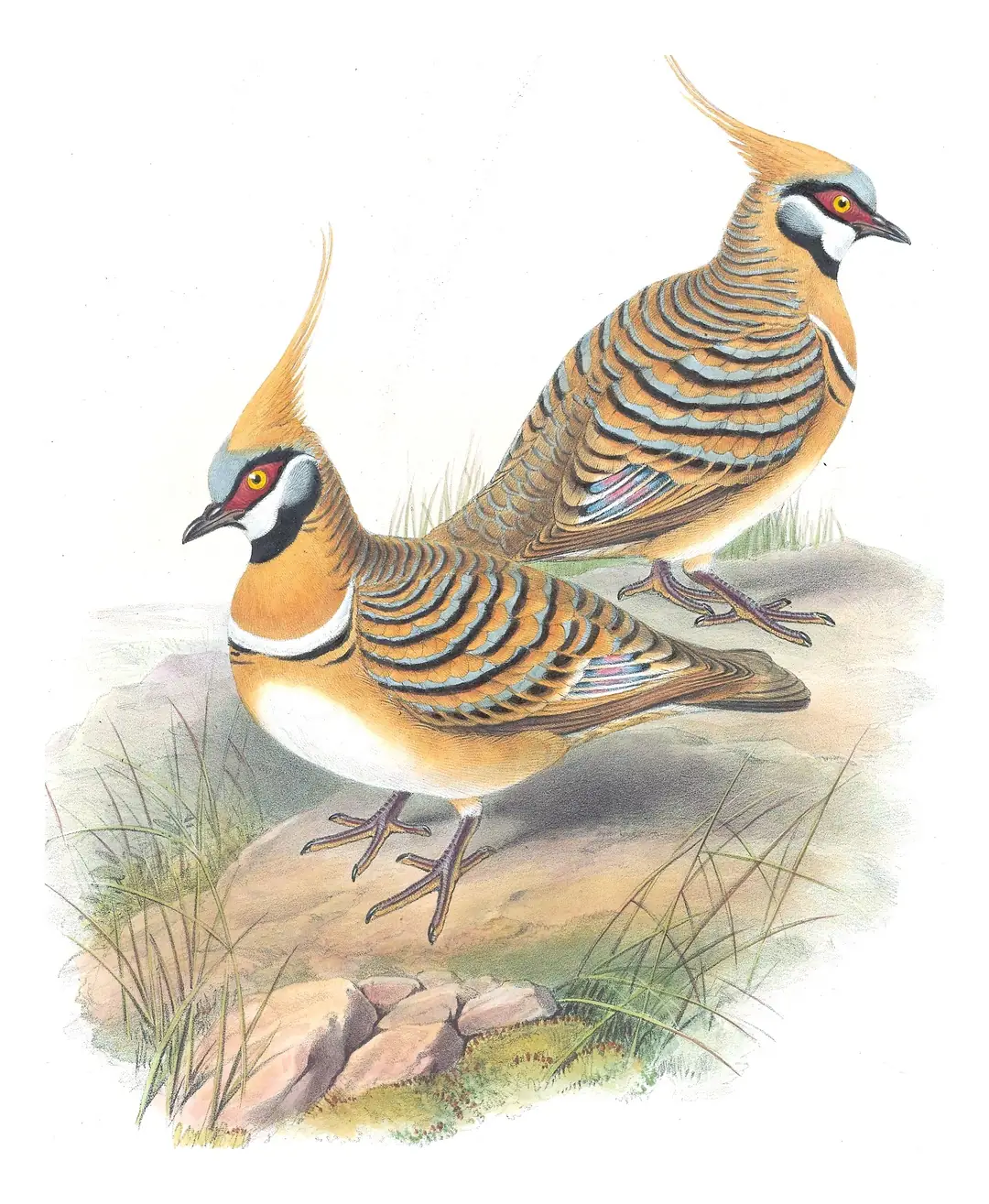 Supplement, plate 69 of Gould's The Birds of Australia: Spinifex Pigeon (Geophaps plumifera)