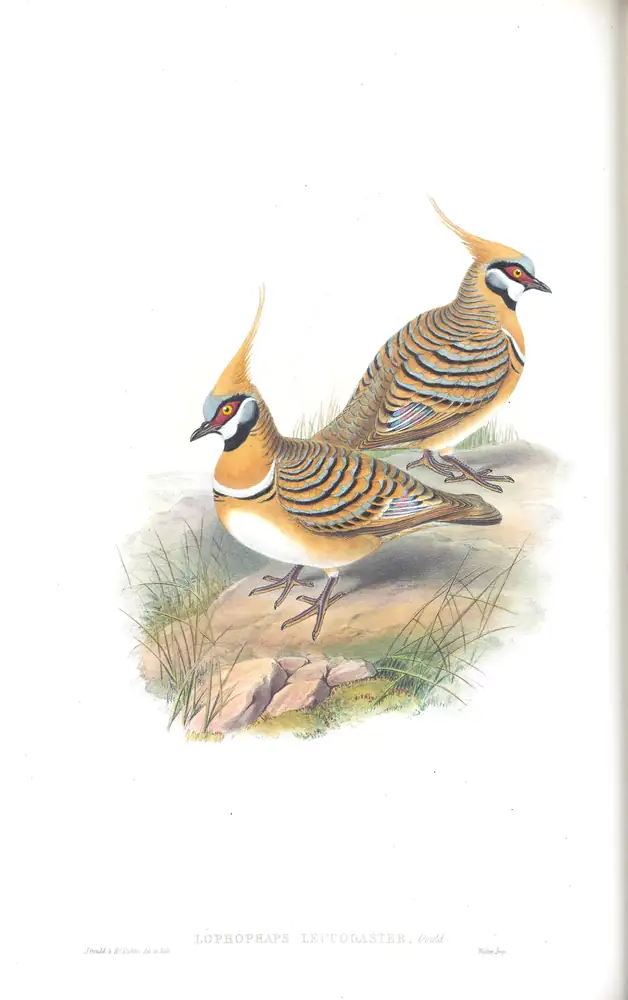 The whole sheet of supplement, plate 69, with its engraved caption