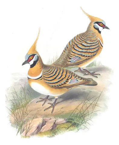 Supplement, plate 69 of Gould's The Birds of Australia: Spinifex Pigeon (Geophaps plumifera)