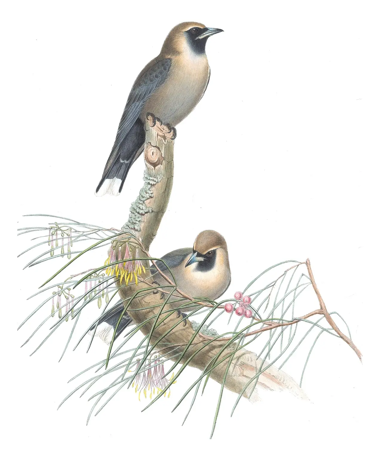 Supplement, plate 7 of Gould's The Birds of Australia: Black-faced Woodswallow (Artamus cinereus)