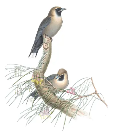 Supplement, plate 7 of Gould's The Birds of Australia: Black-faced Woodswallow (Artamus cinereus)