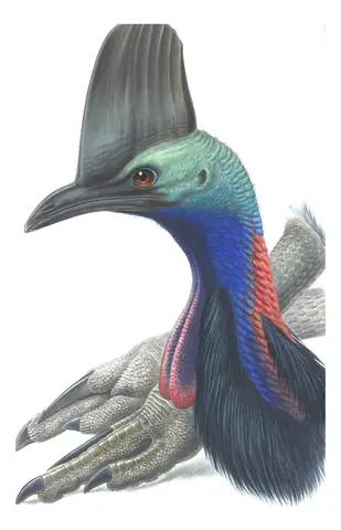 Supplement, plate 70 of Gould's The Birds of Australia: Southern Cassowary (Casuarius casuarius)