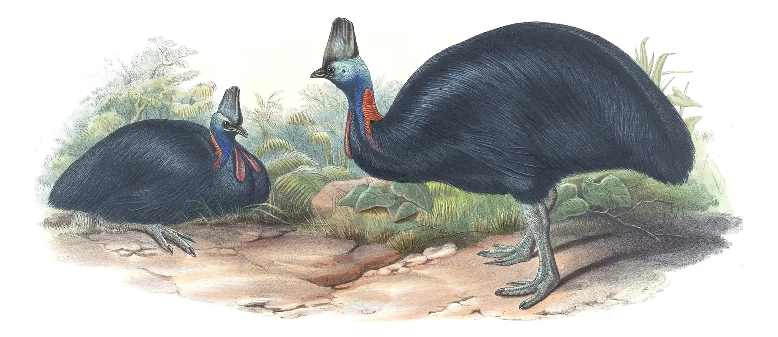 Supplement, plate 71 of Gould's The Birds of Australia: Southern Cassowary (Casuarius casuarius)
