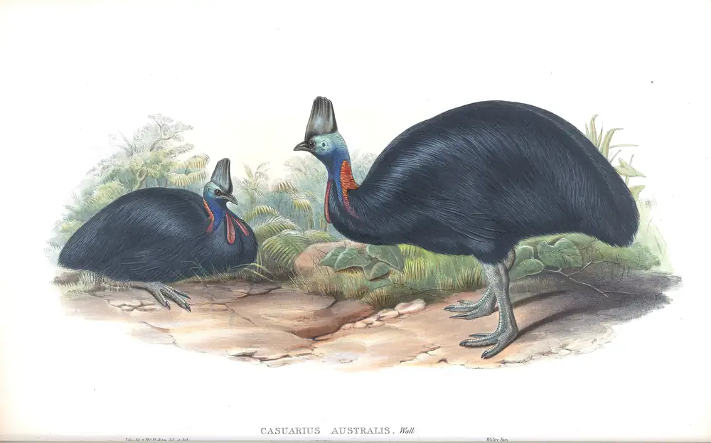The whole sheet of supplement, plate 71, with its engraved caption