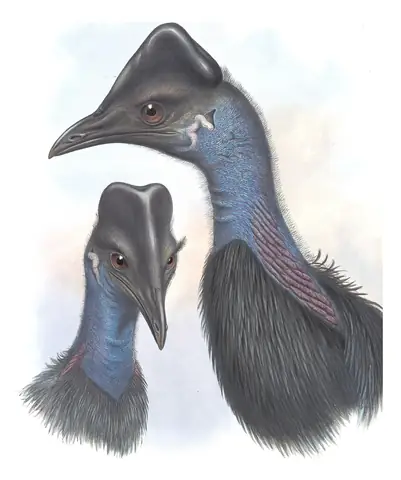 Supplement, plate 72 of Gould's The Birds of Australia: Dwarf Cassowary (Casuarius bennetti)