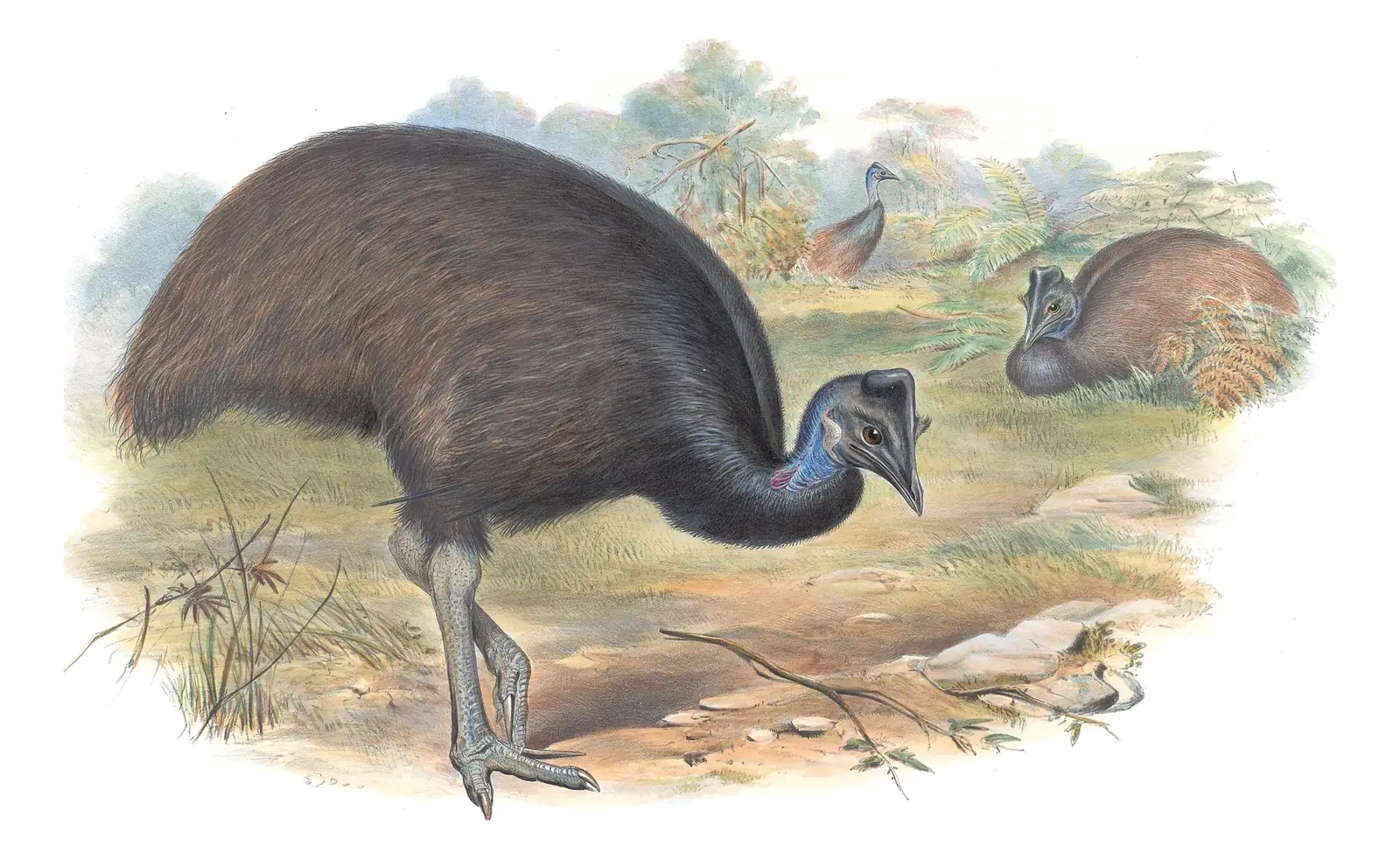 Supplement, plate 73 of Gould's The Birds of Australia: Dwarf Cassowary (Casuarius bennetti)