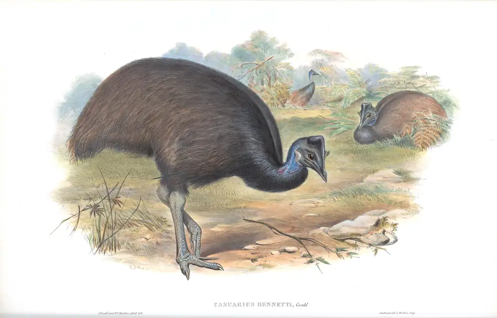 The whole sheet of supplement, plate 73, with its engraved caption