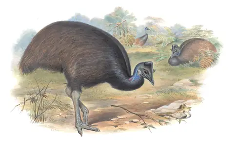 Supplement, plate 73 of Gould's The Birds of Australia: Dwarf Cassowary (Casuarius bennetti)