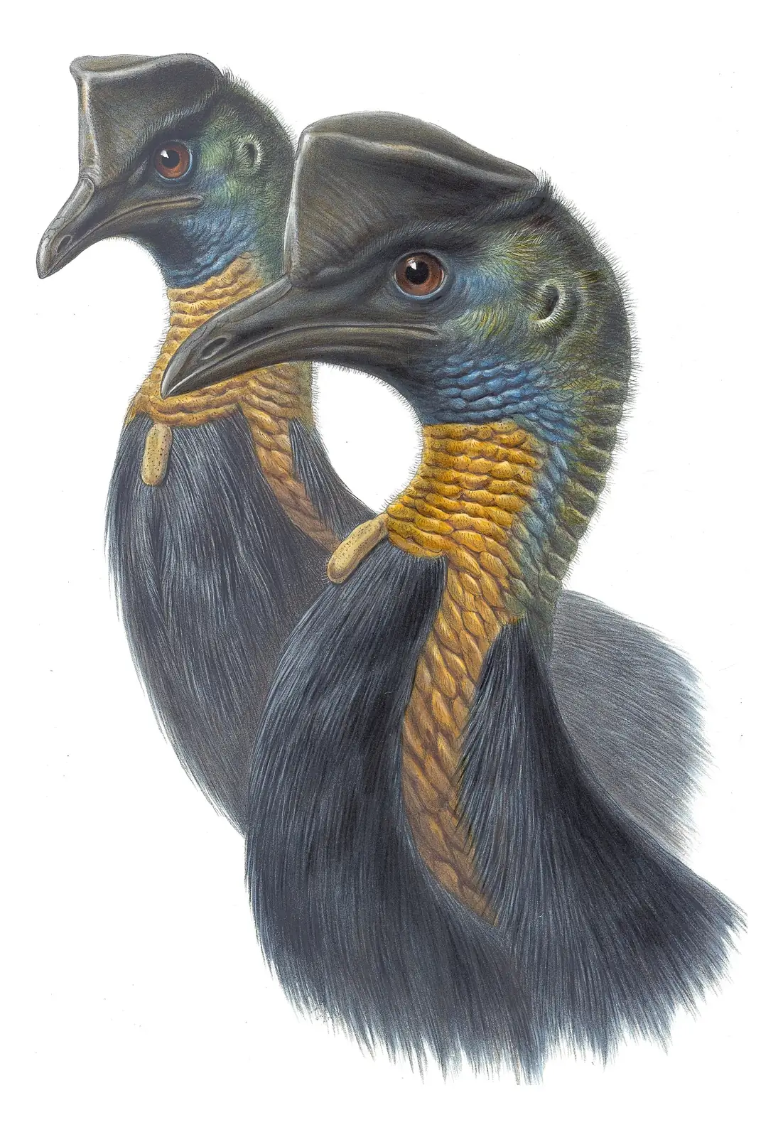 Supplement, plate 74 of Gould's The Birds of Australia: Northern Cassowary (Casuarius unappendiculatus)