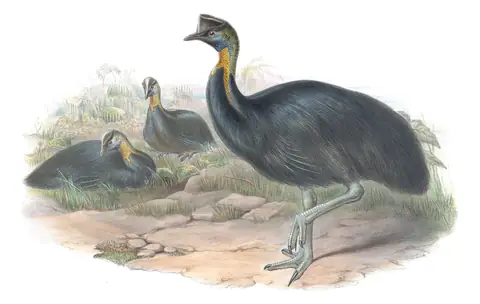 Supplement, plate 75 of Gould's The Birds of Australia: Northern Cassowary (Casuarius unappendiculatus)