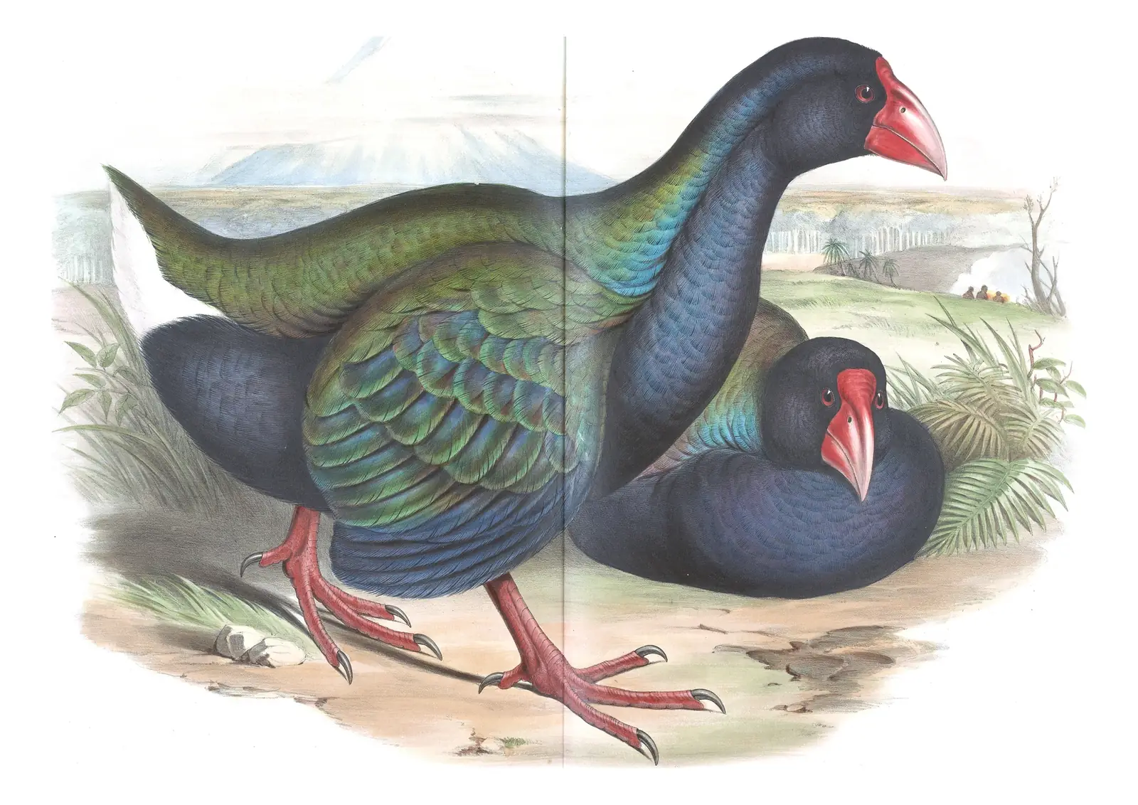 Supplement, plate 76 of Gould's The Birds of Australia: South Island Takahe (Porphyrio hochstetteri)