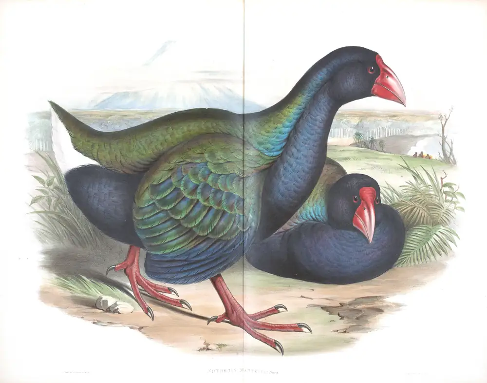 The whole sheet of supplement, plate 76, with its engraved caption
