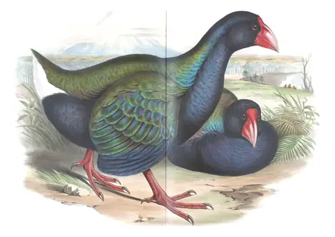 Supplement, plate 76 of Gould's The Birds of Australia: South Island Takahe (Porphyrio hochstetteri)