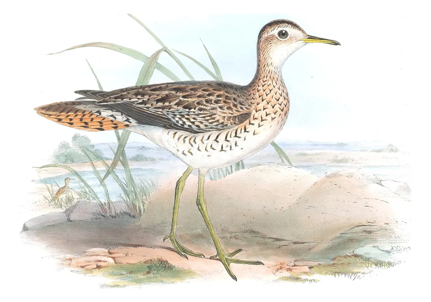 Supplement, plate 77 of Gould's The Birds of Australia: Upland Sandpiper (Bartramia longicauda)