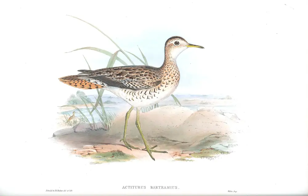 The whole sheet of supplement, plate 77, with its engraved caption