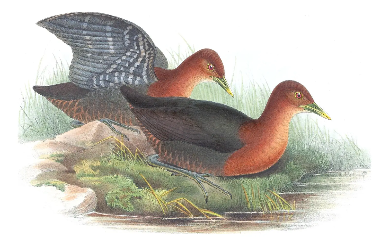 Supplement, plate 78 of Gould's The Birds of Australia: Red-necked Crake (Rallina tricolor)