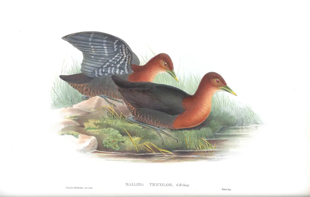 The whole sheet of supplement, plate 78, with its engraved caption