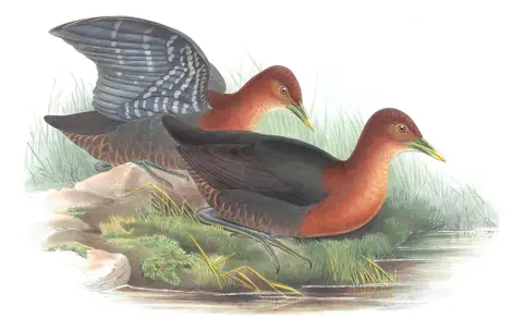 Supplement, plate 78 of Gould's The Birds of Australia: Red-necked Crake (Rallina tricolor)