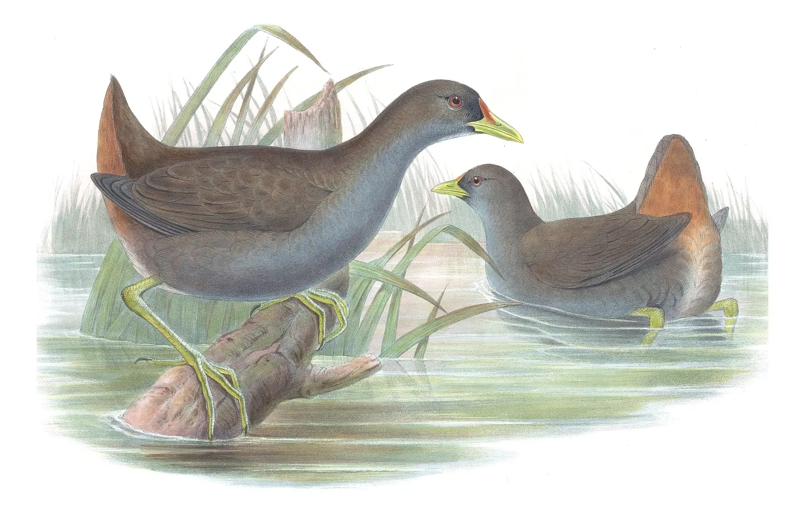 Supplement, plate 79 of Gould's The Birds of Australia: Pale-vented Bush-hen (Amaurornis moluccana)