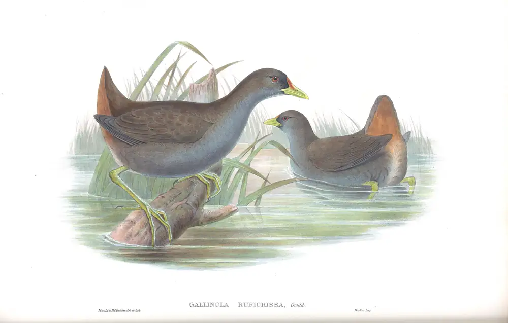 The whole sheet of supplement, plate 79, with its engraved caption