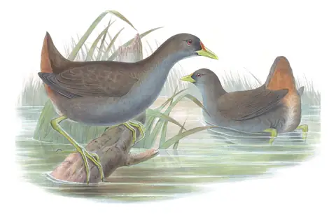 Supplement, plate 79 of Gould's The Birds of Australia: Pale-vented Bush-hen (Amaurornis moluccana)
