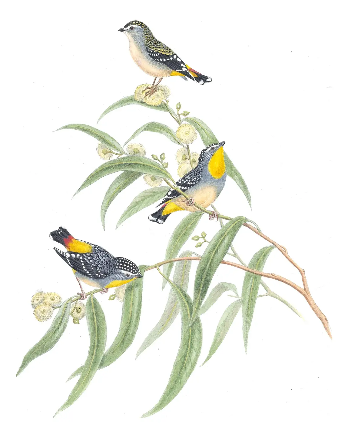 Supplement, plate 8 of Gould's The Birds of Australia: Spotted Pardalote (Pardalotus punctatus)