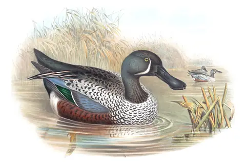 Supplement, plate 80 of Gould's The Birds of Australia: Australasian Shoveler (Spatula rhynchotis)