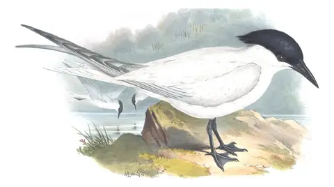 Supplement, plate 81 of Gould's The Birds of Australia: Australian Tern (Gelochelidon macrotarsa)