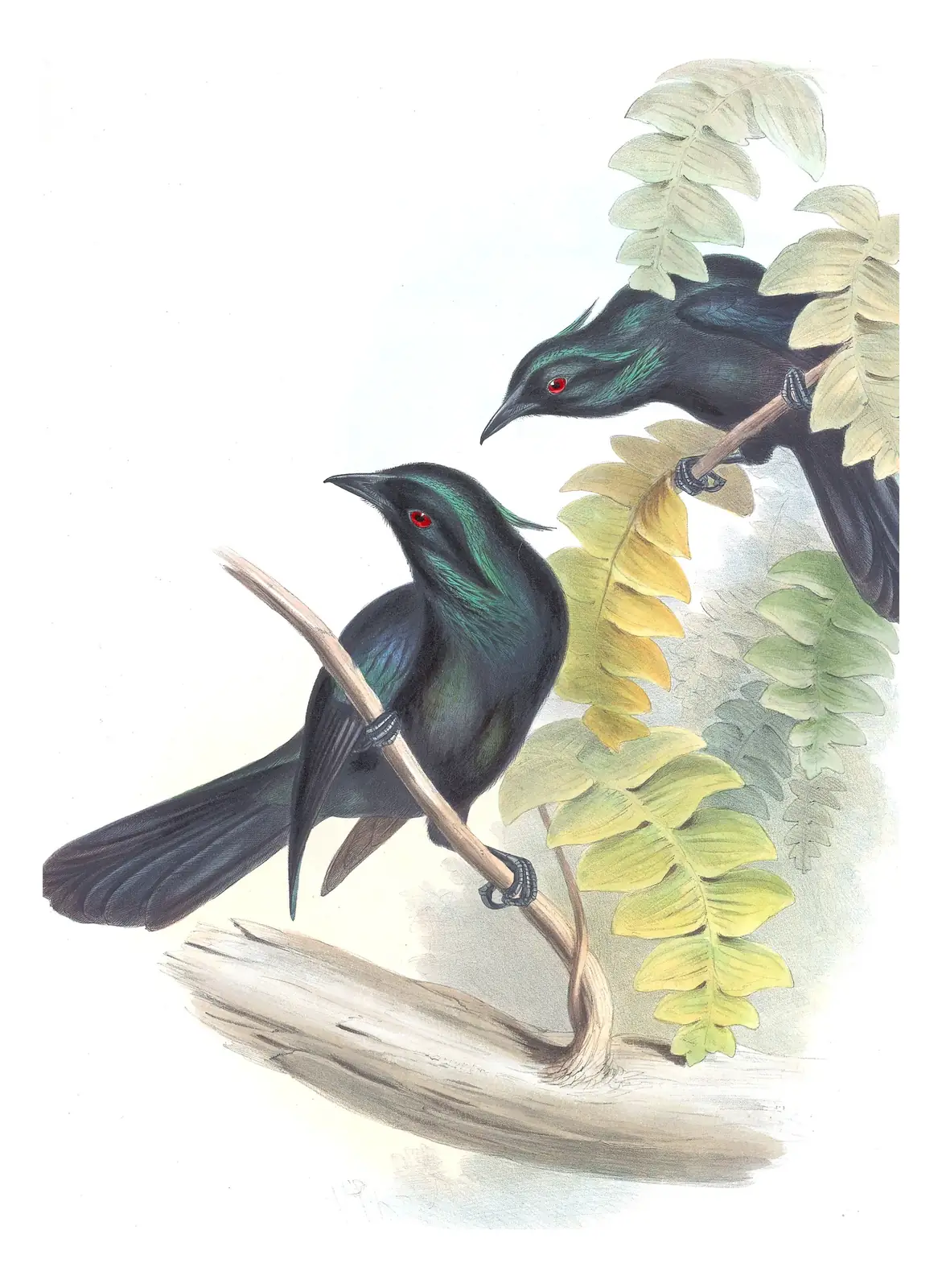 Supplement, plate 9 of Gould's The Birds of Australia: Trumpet Manucode (Phonygammus keraudrenii)