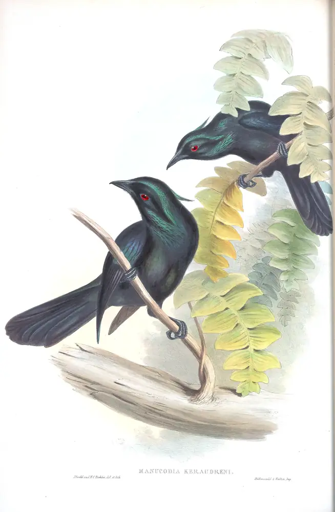 The whole sheet of supplement, plate 9, with its engraved caption