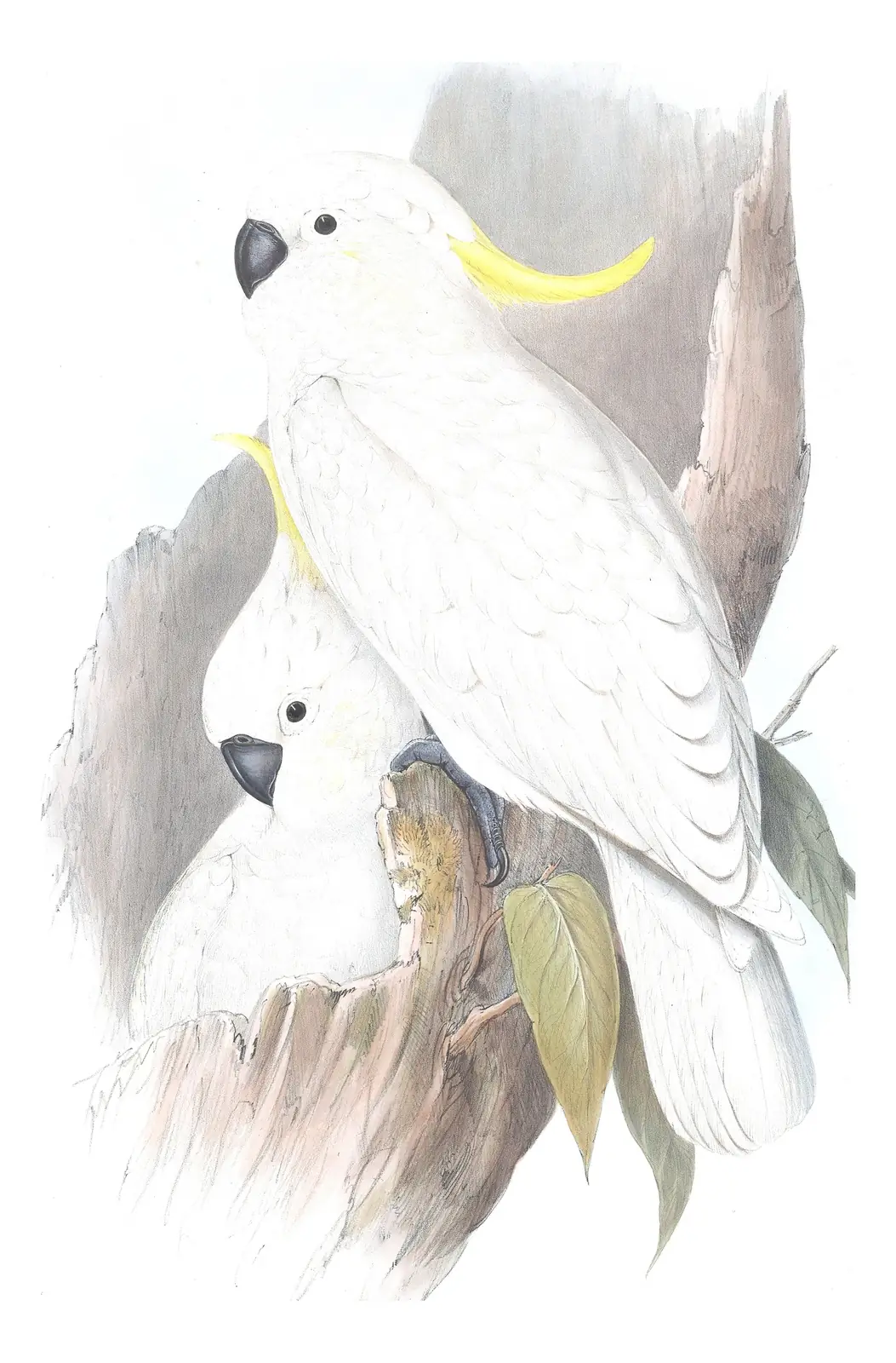 Volume V, plate 1 of Gould's The Birds of Australia: Sulphur-crested Cockatoo (Cacatua galerita)