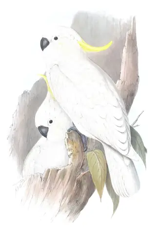 Volume V, plate 1 of Gould's The Birds of Australia: Sulphur-crested Cockatoo (Cacatua galerita)