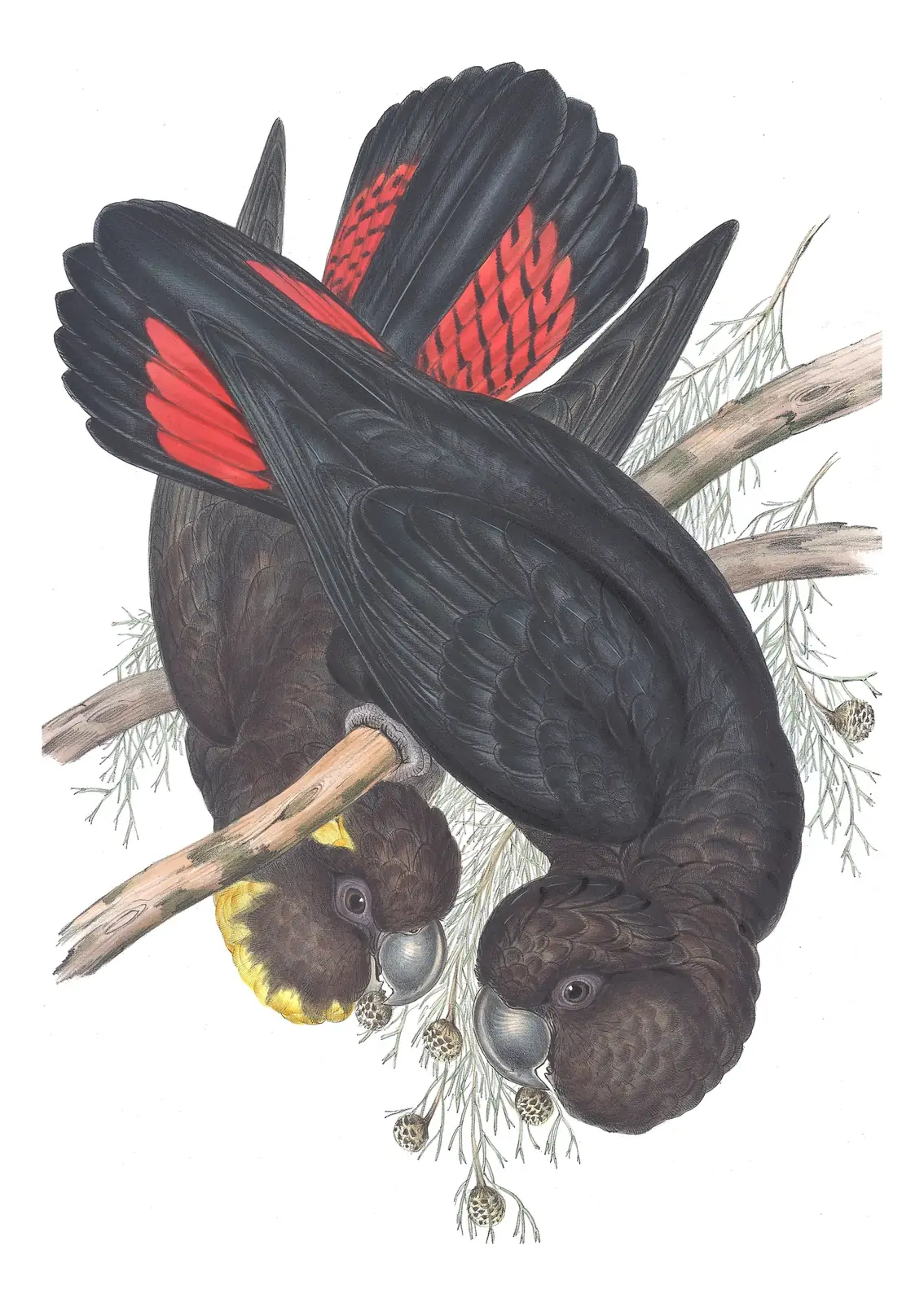 Volume V, plate 10 of Gould's The Birds of Australia: Glossy Black-Cockatoo (Calyptorhynchus lathami)