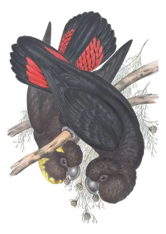 Volume V, plate 10 of Gould's The Birds of Australia: Glossy Black-Cockatoo (Calyptorhynchus lathami)
