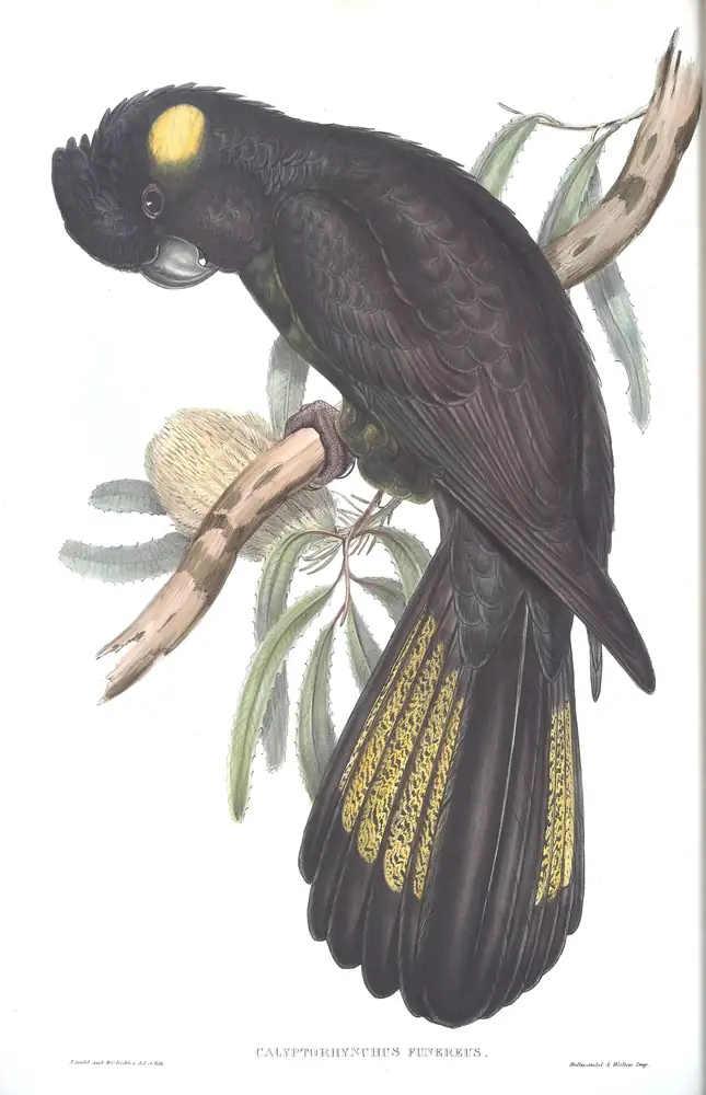 The whole sheet of volume V, plate 11, with its engraved caption