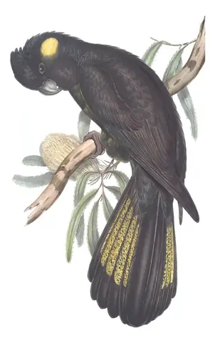 Volume V, plate 11 of Gould's The Birds of Australia: Yellow-tailed Black-Cockatoo (Zanda funerea)