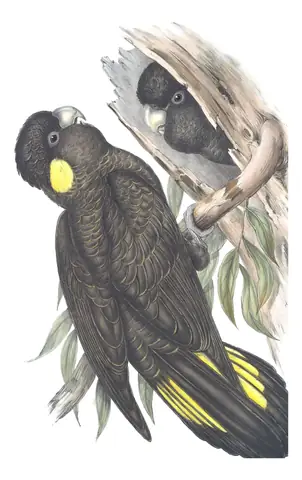Volume V, plate 12 of Gould's The Birds of Australia: Yellow-tailed Black-Cockatoo (Zanda funerea)