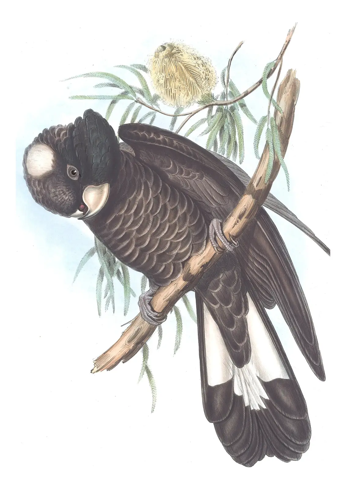 Volume V, plate 13 of Gould's The Birds of Australia: “Baudin’s Cockatoo”, not identified