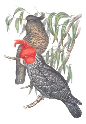 Volume V, plate 14 of Gould's The Birds of Australia: Gang-gang Cockatoo (Callocephalon fimbriatum)